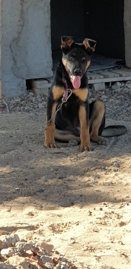 A young dog sitting in a dirt yard.