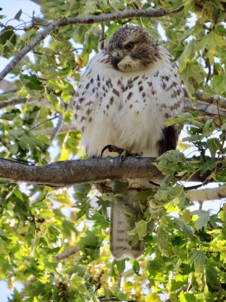 A red-tailed hawk on a branch.