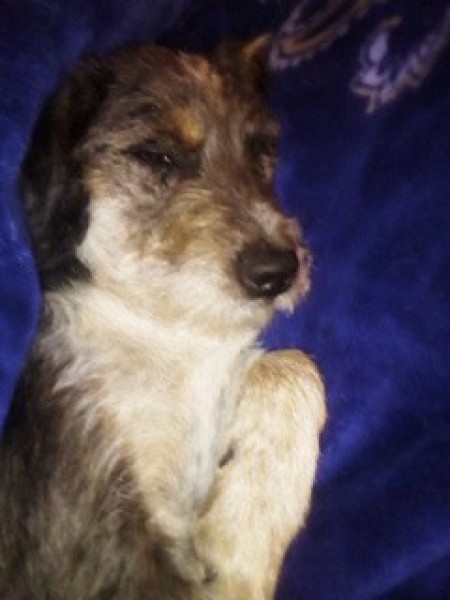 A sick dog lying on a bed.