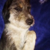 A sick dog lying on a bed.