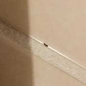 A small black bug on a floor.
