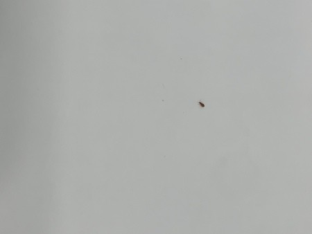 A bug on a white background.