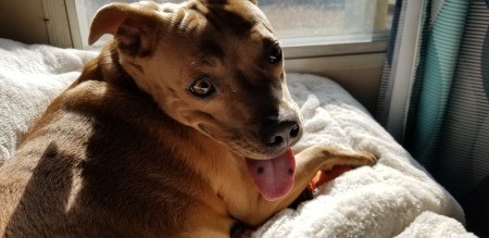 What Breed Is My Dog?