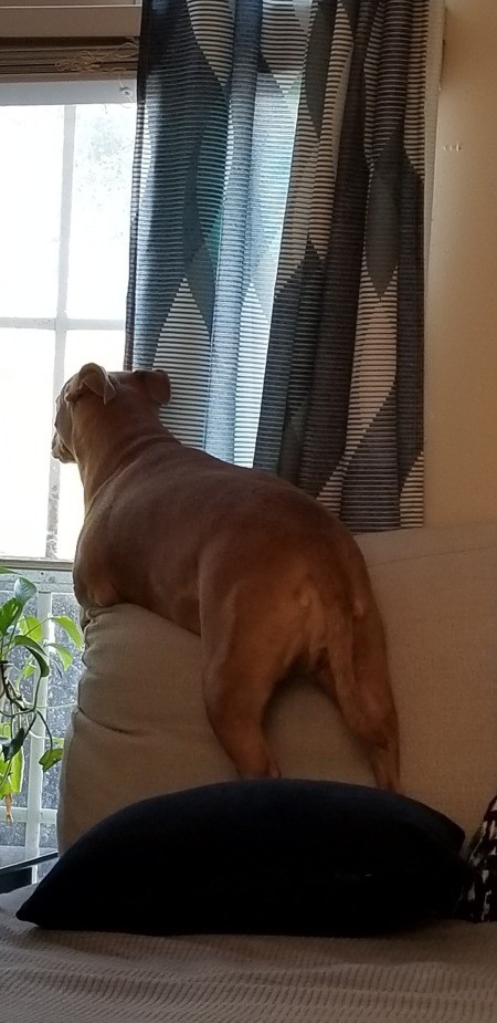 What Breed Is My Dog?