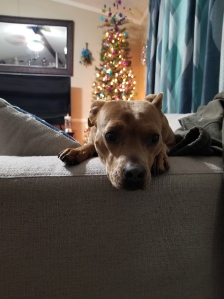 What Breed Is My Dog?