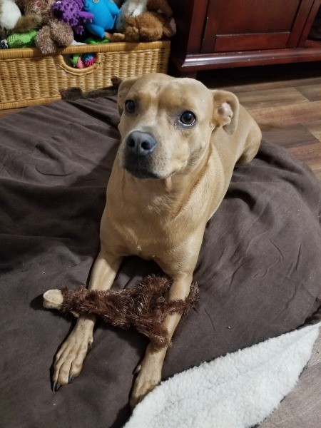 What Breed Is My Dog?