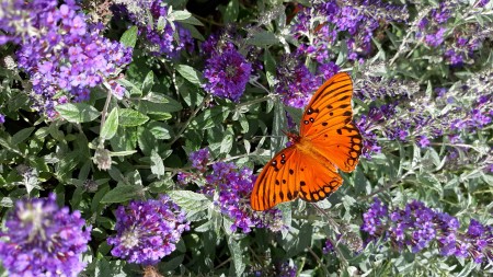 An orange butterfly on a blooming bush with purple flowers.