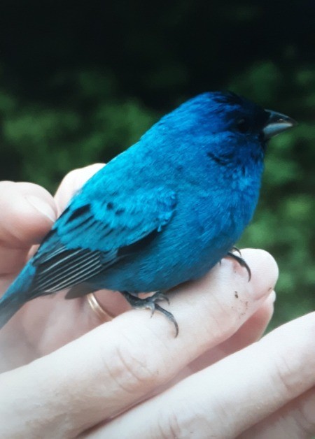 A blue bird being held.