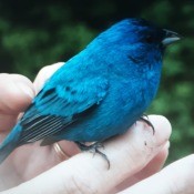 A blue bird being held.