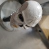 A stick shift knob that resembles a skull.