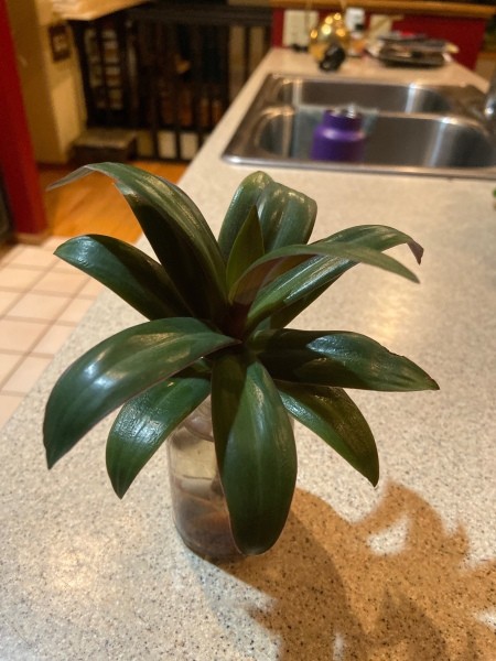 A small green plant with wide leaves.