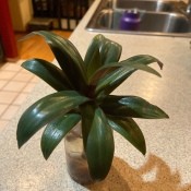 A small green plant with wide leaves.