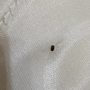 A small bug on a cloth surface.