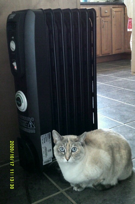 A grey cat with blue eyes.