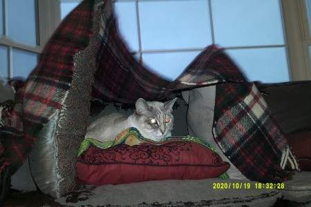 A grey cat with blue eyes.