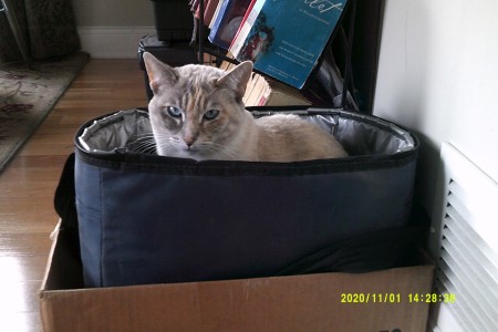 A grey cat with blue eyes.