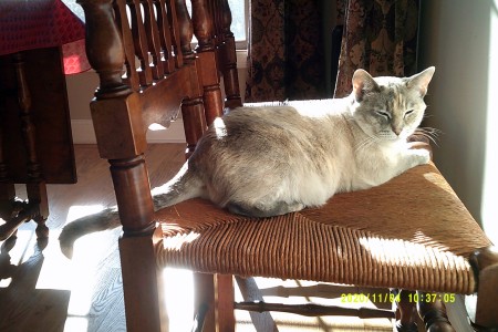 A grey cat with blue eyes.