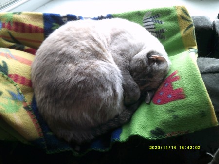 A grey cat with blue eyes.