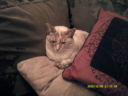 A grey cat with blue eyes.