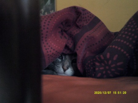 A grey cat with blue eyes.