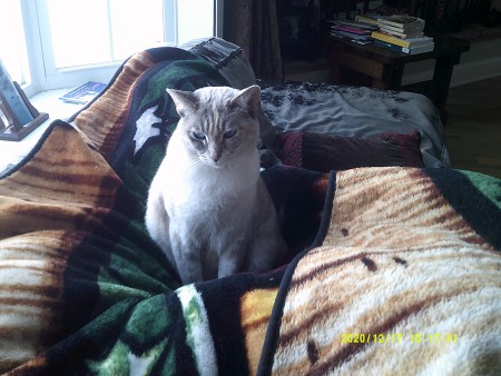 A grey cat with blue eyes.