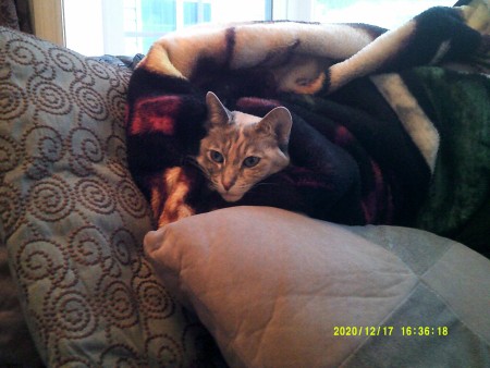 A grey cat with blue eyes.