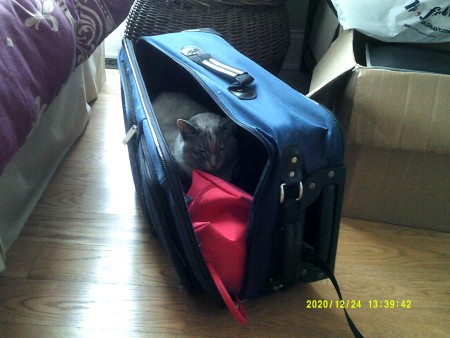 A grey cat with blue eyes.