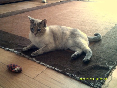A grey cat with blue eyes.