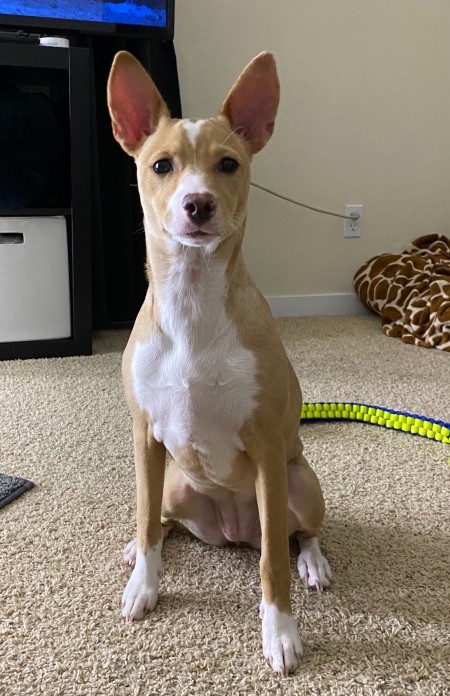 A dog with large ears in a living room.