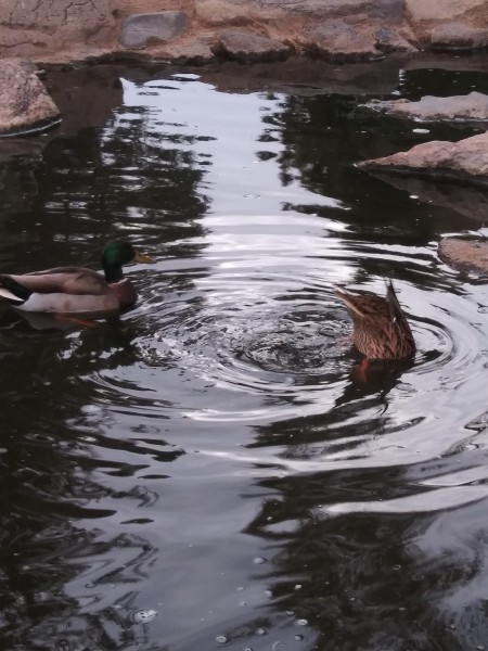 Ducks swimming in the water.