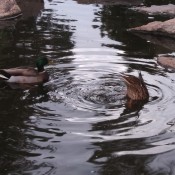 Ducks swimming in the water.