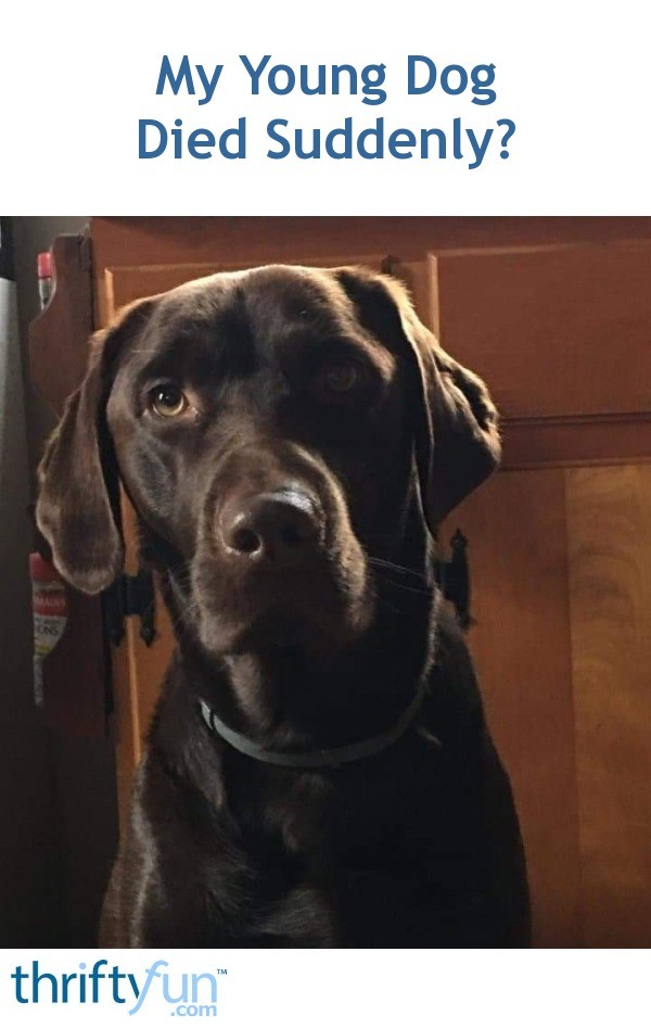 My Young Dog Died Suddenly? ThriftyFun