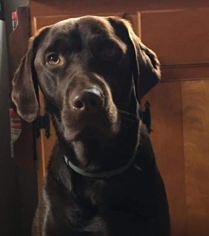 A chocolate lab looking at the camera.