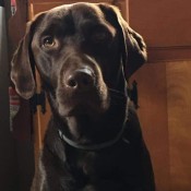 A chocolate lab looking at the camera.