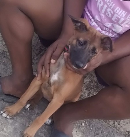 A brown puppy sitting on the ground.