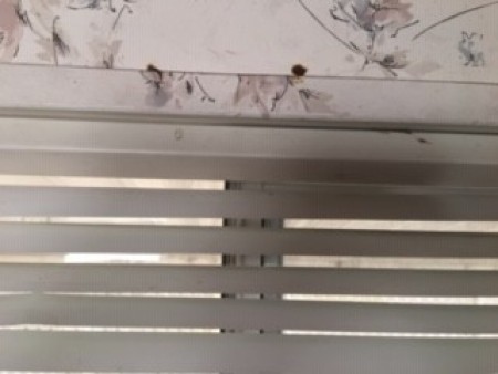 Dark brown spots on a white surface.