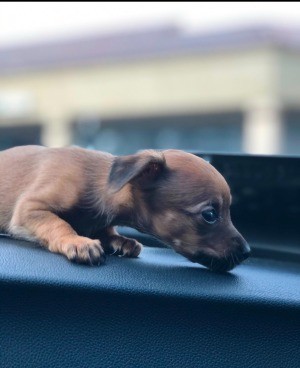 A puppy in a car.