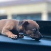 A puppy in a car.