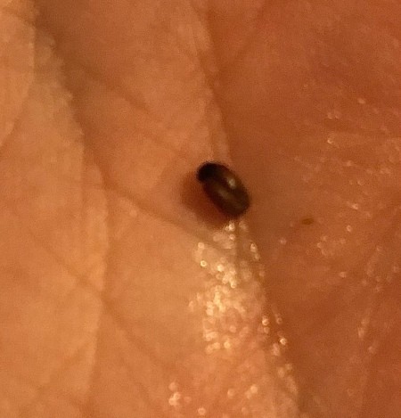 A small bug in the palm of a hand.