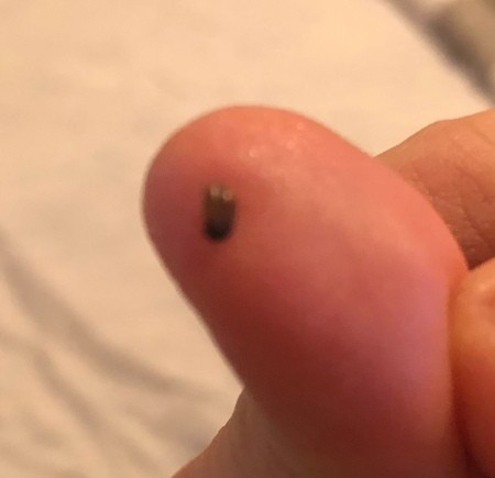 A small bug in the palm of a hand.