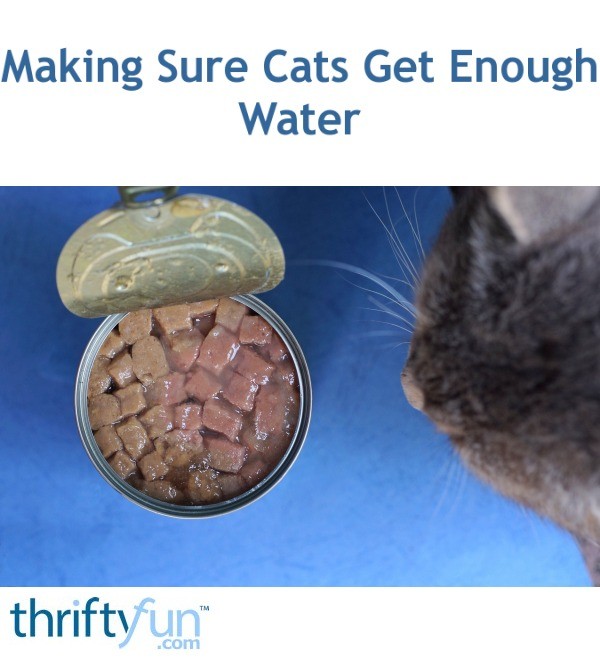 Making Sure Cats Get Enough Water ThriftyFun