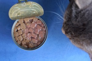 A cat next to a can of cat food.