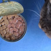 A cat next to a can of cat food.