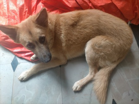 A small dog with a tan coat.