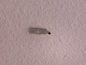 A bug on a white wall.