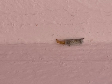 A bug on a white wall.
