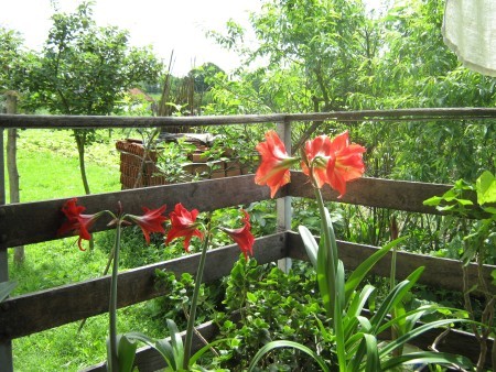 Beautiful Amaryllis - red and red and white blooms in garden