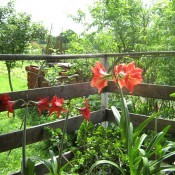 Beautiful Amaryllis - red and red and white blooms in garden