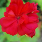 Pelargonium (Geranium) - closeup of beautiful red geranium bloom