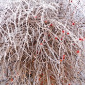 Icy asparagus branches and fruits.